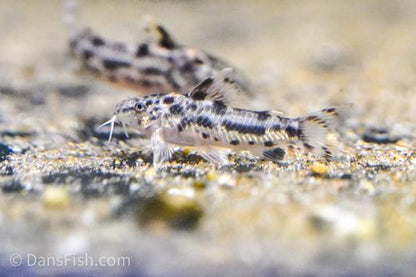 Aspidoras poecilus