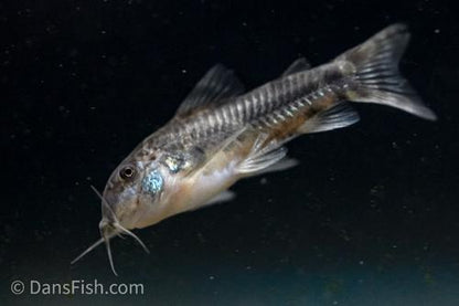 Aspidoras raimundi