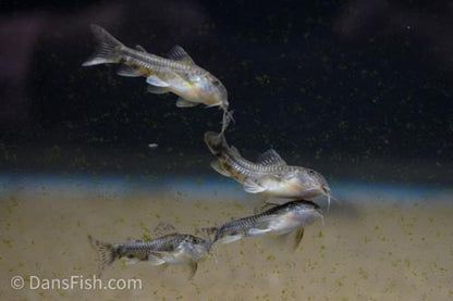 Aspidoras raimundi