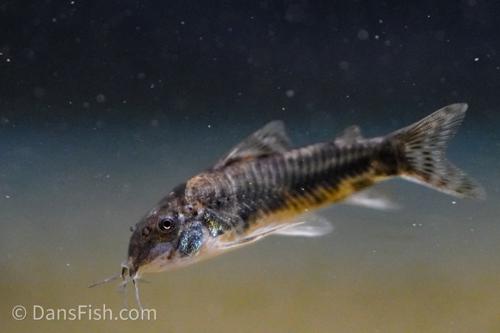 Aspidoras raimundi