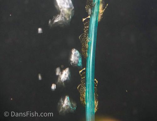 Baby Bushy Nose Pleco