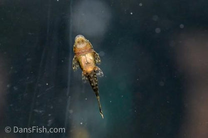 Baby Bushy Nose Pleco
