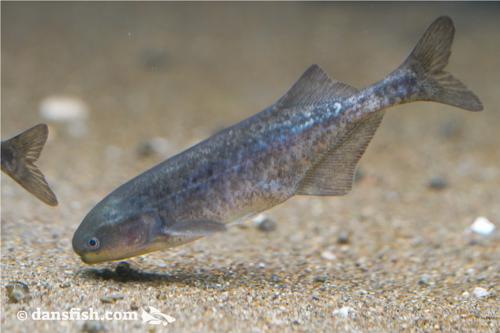 Baby Dolphin Mormyrid