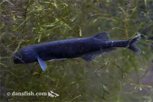 Baby Whale Mormyrid