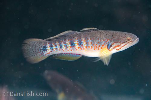 Banded Gudgeon