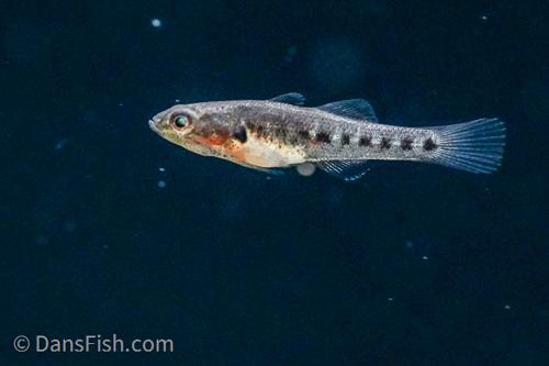 Banded Gudgeon