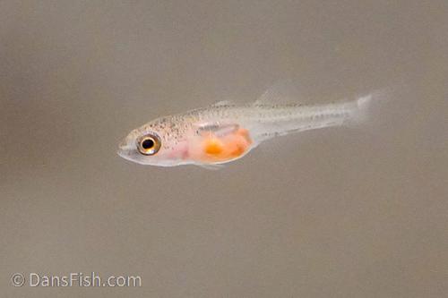 Banded Gudgeon