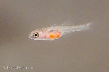 Banded Gudgeon