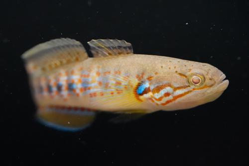 Banded Gudgeon