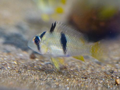 Bandit Cichlid