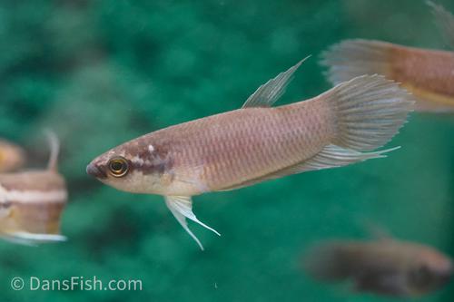 Betta anabatoides
