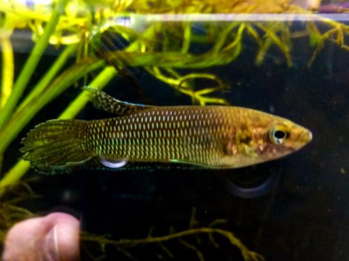 Betta bellica