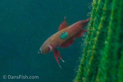 Betta brownorum