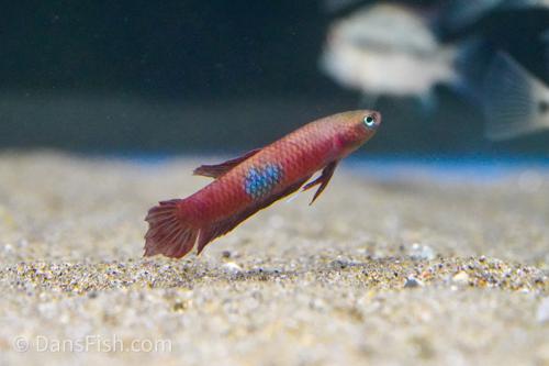 Betta brownorum