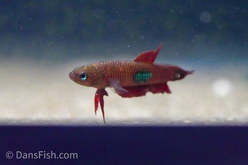 Betta brownorum