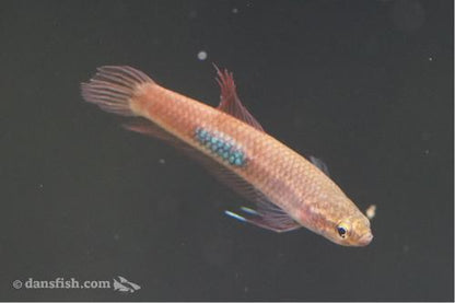 Betta brownorum