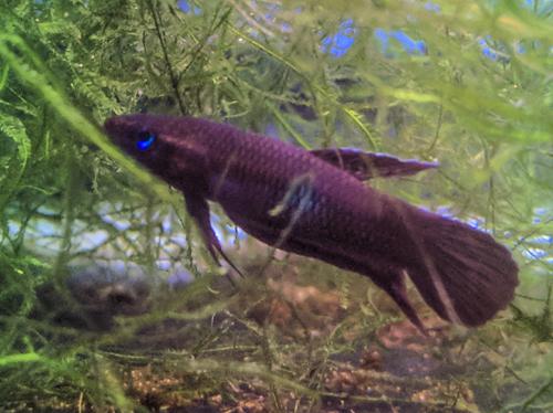 Wine Red Betta