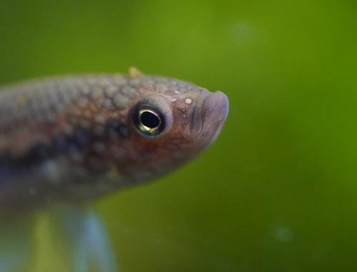 Betta dimidiata