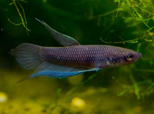Betta dimidiata