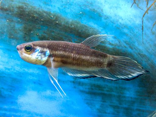 Betta enisae