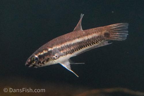 Betta falx