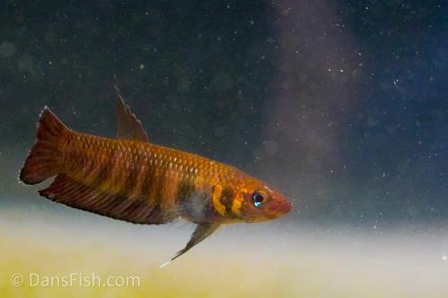 Betta foerschi -Male, Male
