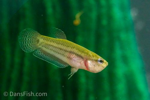 Betta picta