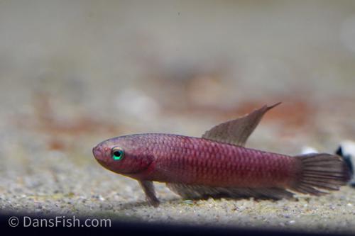 Betta rutilans "Tayan"