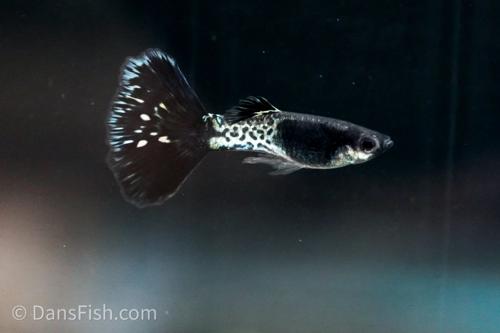 Black Metal Lace Guppy