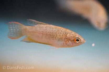 Black Paradise Gourami