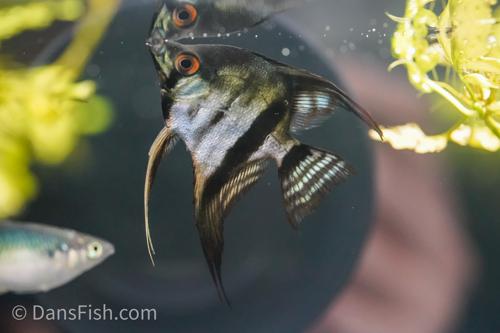 Black Zebra Avatar Angelfish
