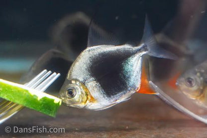 Blackberry Silver Dollar