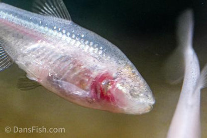 Blind Cave Tetra