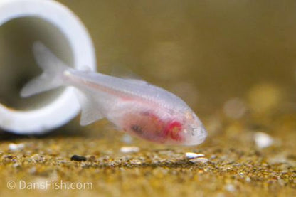 Blind Cave Tetra