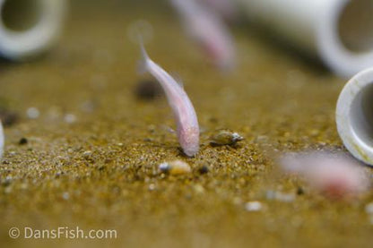Blind Cave Tetra