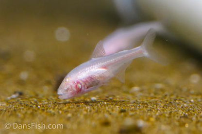 Blind Cave Tetra