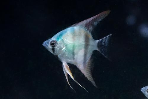 Blue Avatar Angelfish