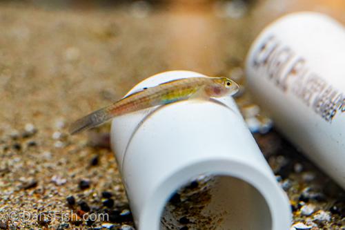 Blue Belly Goby