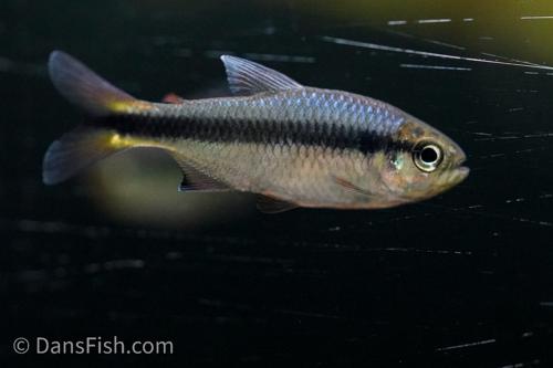 Blue Ribbon Tetra