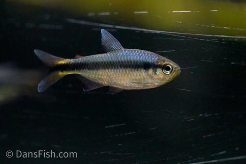Blue Ribbon Tetra