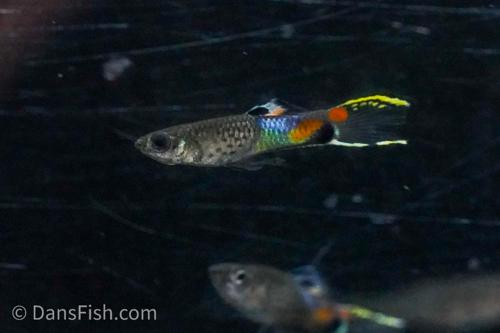 Blue Snakeskin Endlers