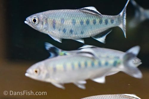 Blue Spotted Hill Trout