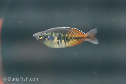 Boesemani Rainbowfish
