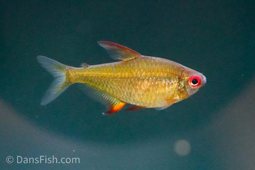 Bolivian Orange Lemon Tetra