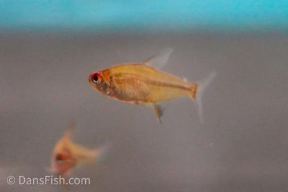 Bolivian Orange Lemon Tetra