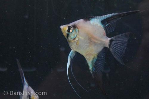 Bulgarian Green Sealpoint Angelfish
