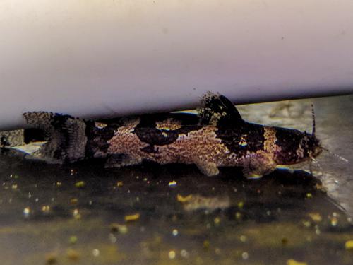 South American Bumble Bee Catfish