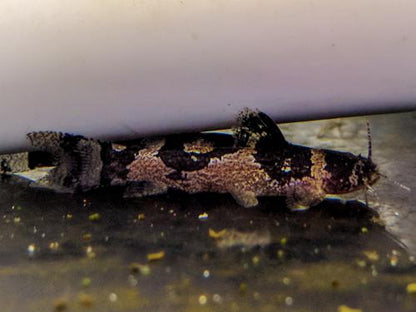 South American Bumble Bee Catfish