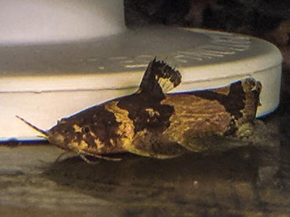 South American Bumble Bee Catfish