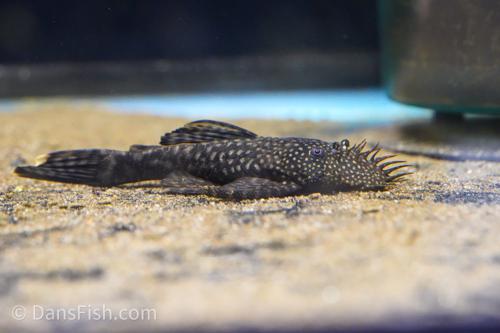 Bushynose Pleco